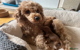 Toy Poodle dogs for sale: Beautiful Red Toy Poodles - Image 7