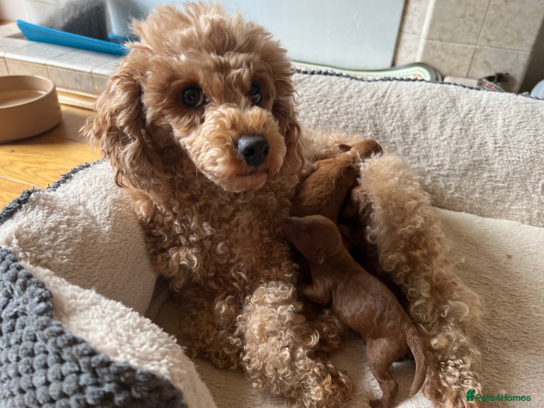 Toy Poodle dogs for sale: Beautiful Red Toy Poodles - Image 7