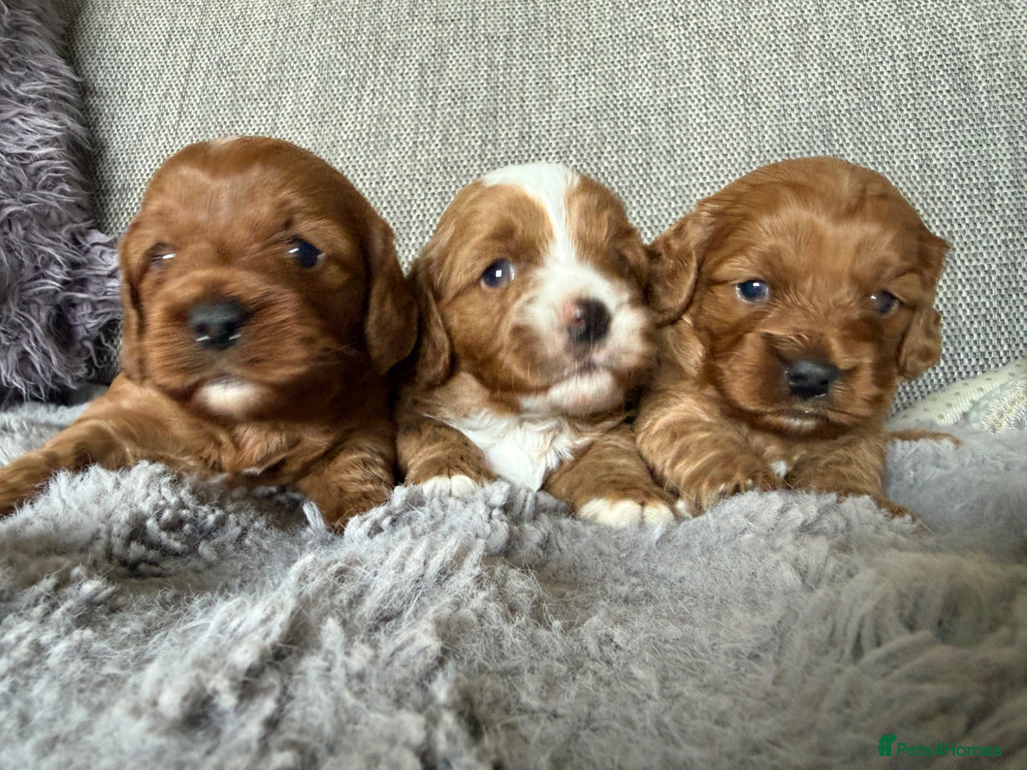 Cavapoo dogs Cavapoo puppies,health tested parents 5* licensed  - Advert 1