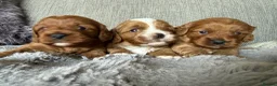 Cavapoo dogs for sale: Cavapoo puppies,health tested parents 5* licensed  - Advert 8
