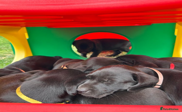 Labrador Retriever dogs - Advert 13