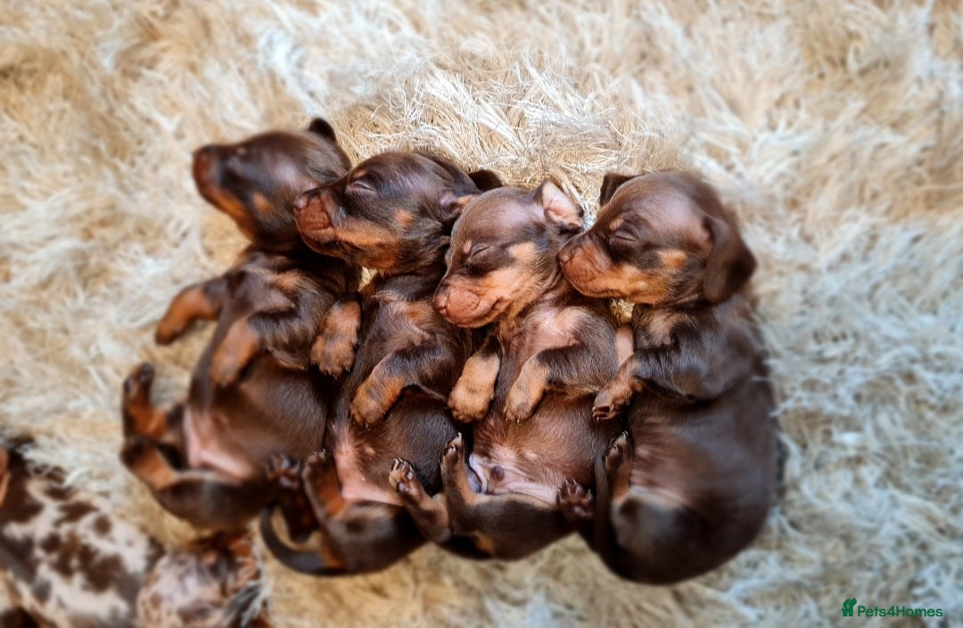 Miniature Dachshund dogs for sale: 💜Extra miniature chocholate dapple daschunds💜  - Image 8