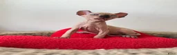 Sphynx cats for sale: Sphynx main characters - Advert 8