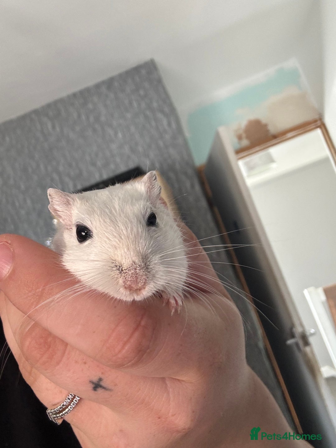 English rabbits for sale: Two handsome gerbils - Image 8