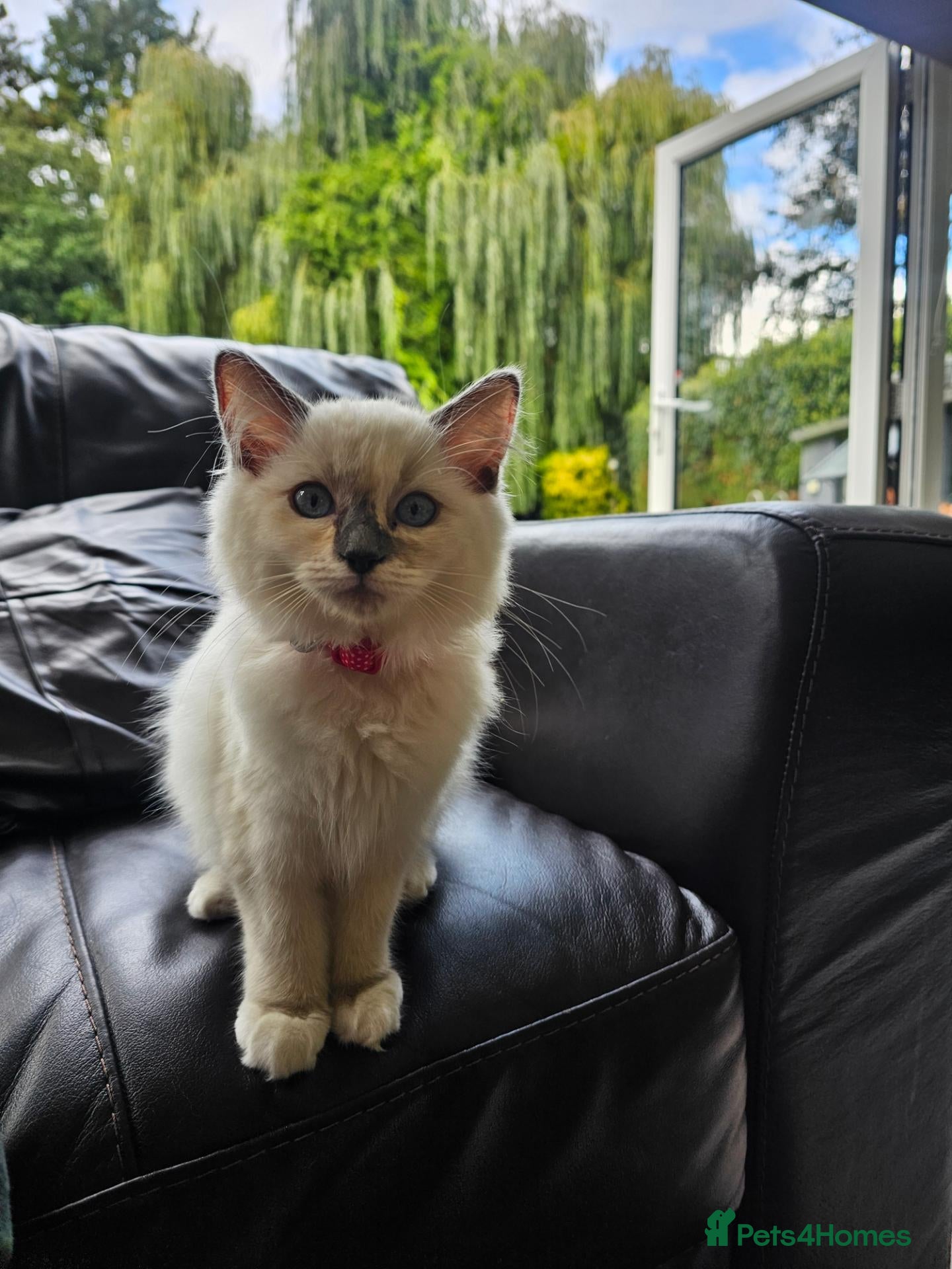 Ragdoll cats Ragdoll kittens for sale - Advert 2