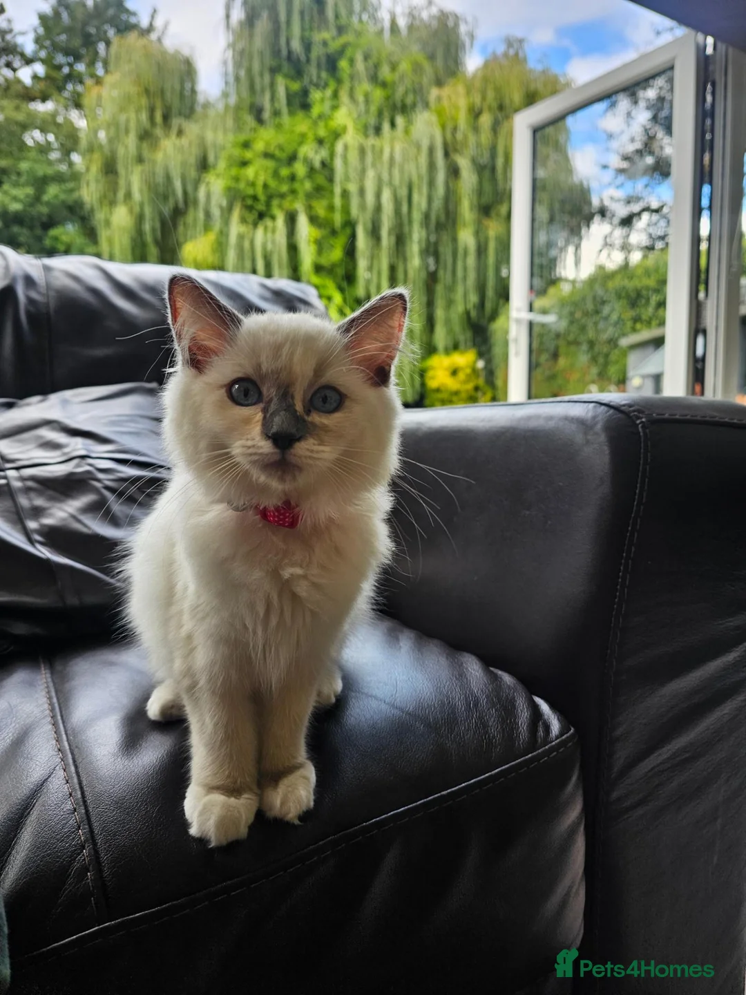 Ragdoll cats for sale: Ragdoll kittens for sale in Broxbourne - Advert 2