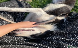 Border Collie dogs for sale: 8 month old border collie - Female - Image 4