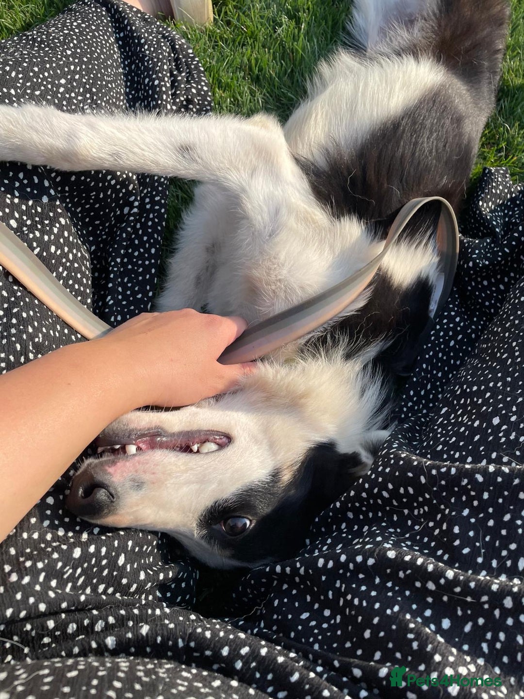 Border Collie dogs for sale: 8 month old border collie - Female - Image 4