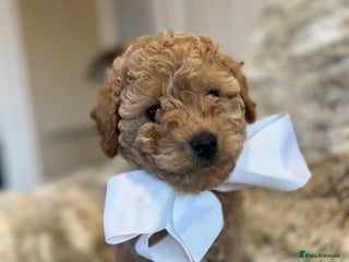 Cockapoo dogs Cockerpoo (yankydoodle) - Advert 1