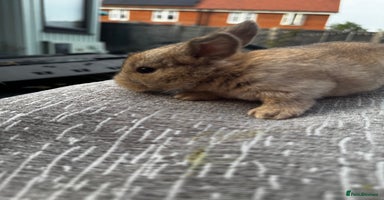 Mini Lop rabbits - Advert 1