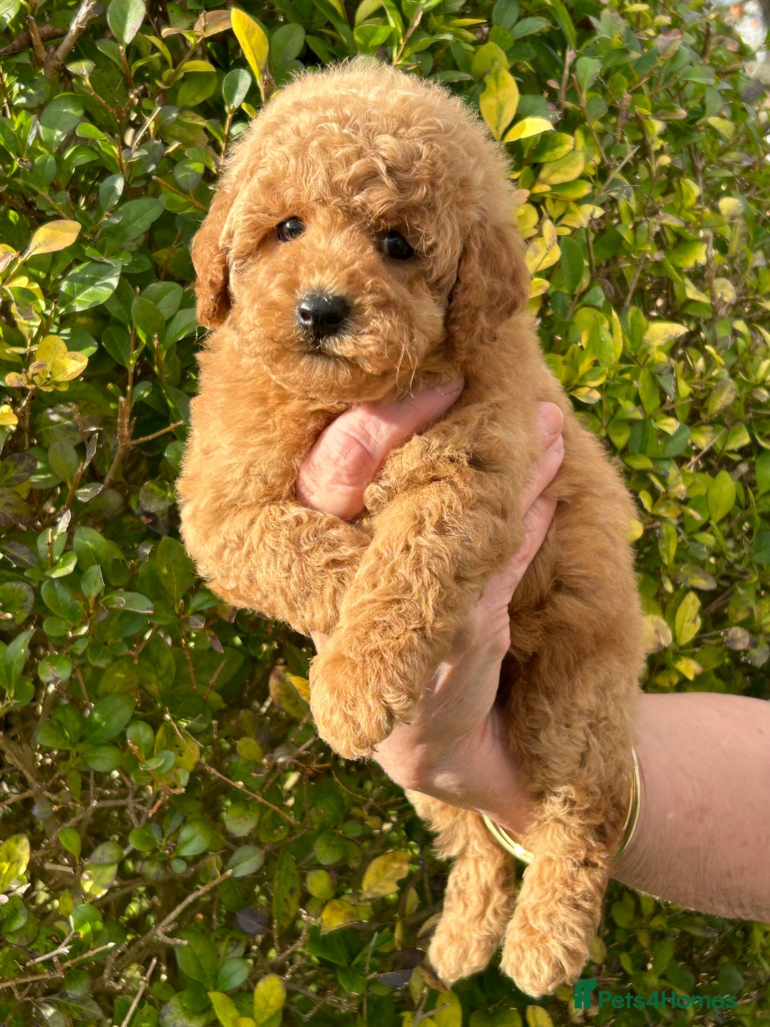 Miniature Poodle dogs for sale: Miniature poodles - Image 23