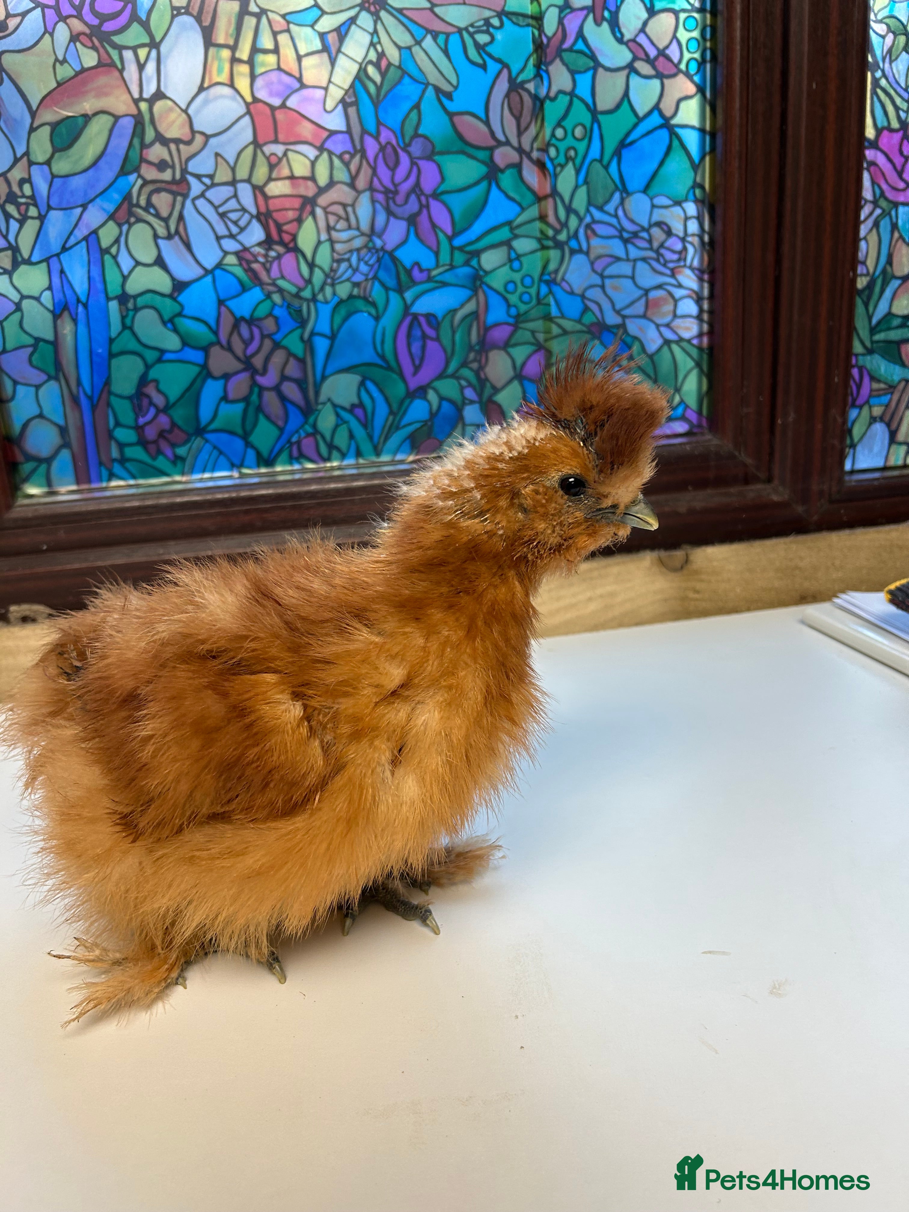 Chickens poultry Pekin Bantams/Silkie - Advert 17