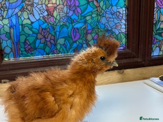 Chickens poultry Pekin Bantams/Silkie - Advert 17