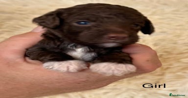 Cockapoo dogs - Advert 8