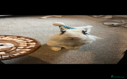 Lionhead rabbits for sale: Lovely rabbit- possibly looking for new home - Image 3