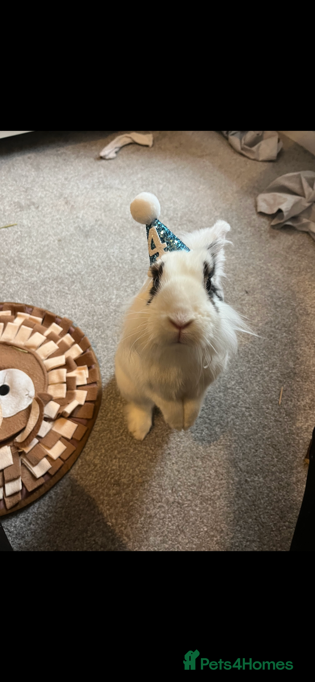 Lionhead rabbits for sale: Lovely rabbit- possibly looking for new home - Image 3