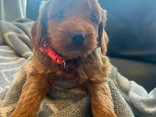 Cockapoo dogs F1b chunky cockapoos health tested clear - Advert 2