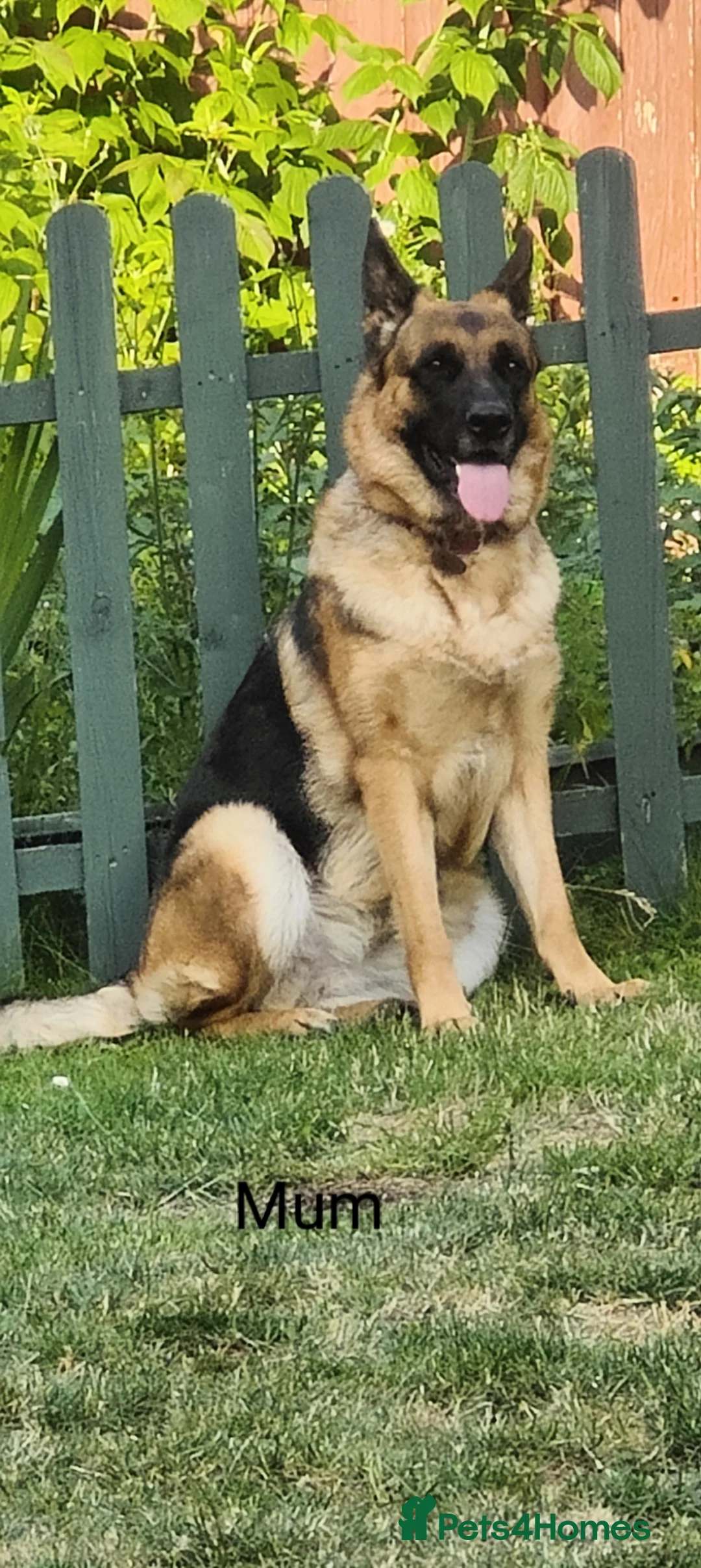 German Shepherd dogs for sale: Beautiful German Shepherd Puppies in King's Lynn - Advert 2