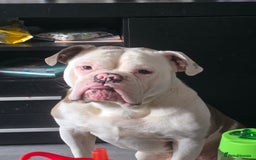 Old Tyme Bulldog dogs for sale: Rubble is male  - Image 3