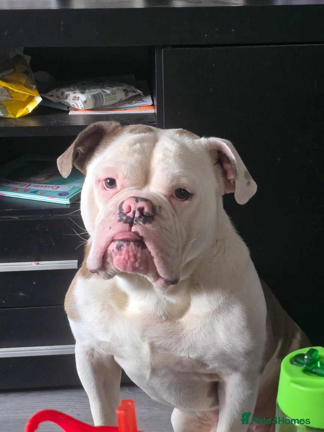 Old Tyme Bulldog dogs for sale: Rubble is male  - Image 3