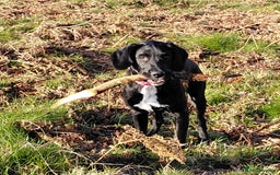 Springador dogs for sale: 5 MONTH OLD BOY REHOME BLACK SPRINGADOR - Advert 3