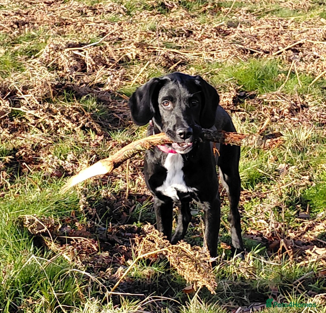 Springador dogs for sale: 5 MONTH OLD BOY REHOME BLACK SPRINGADOR - Advert 3