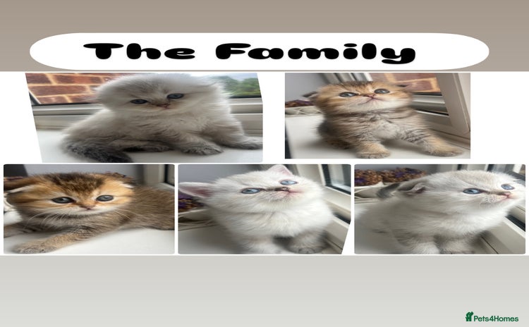 Scottish Fold cats - Advert 1