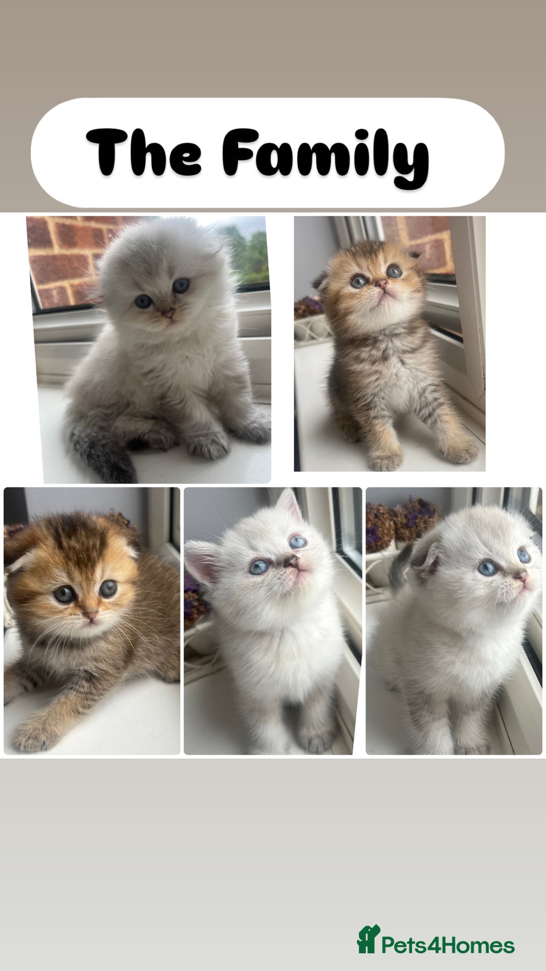 Scottish Fold cats for sale: Pedigree Scottish Fold & Straight kittens  - Image 1