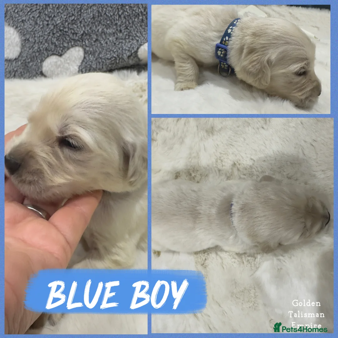 Golden Retriever dogs for sale: 35 GEN Champion Bloodline, Mum a Therapy Dog - Advert 13