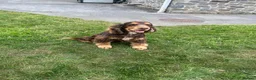 Cocker Spaniel dogs for sale: Fantastic HEALTH tested KC REG show type cocker 🐶 - Advert 17