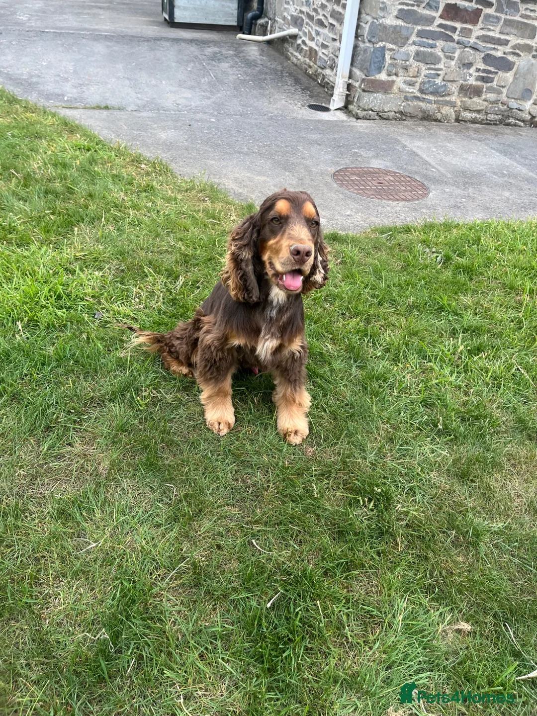 Cocker Spaniel dogs for sale: Fantastic HEALTH tested KC REG show type cocker 🐶 - Advert 17