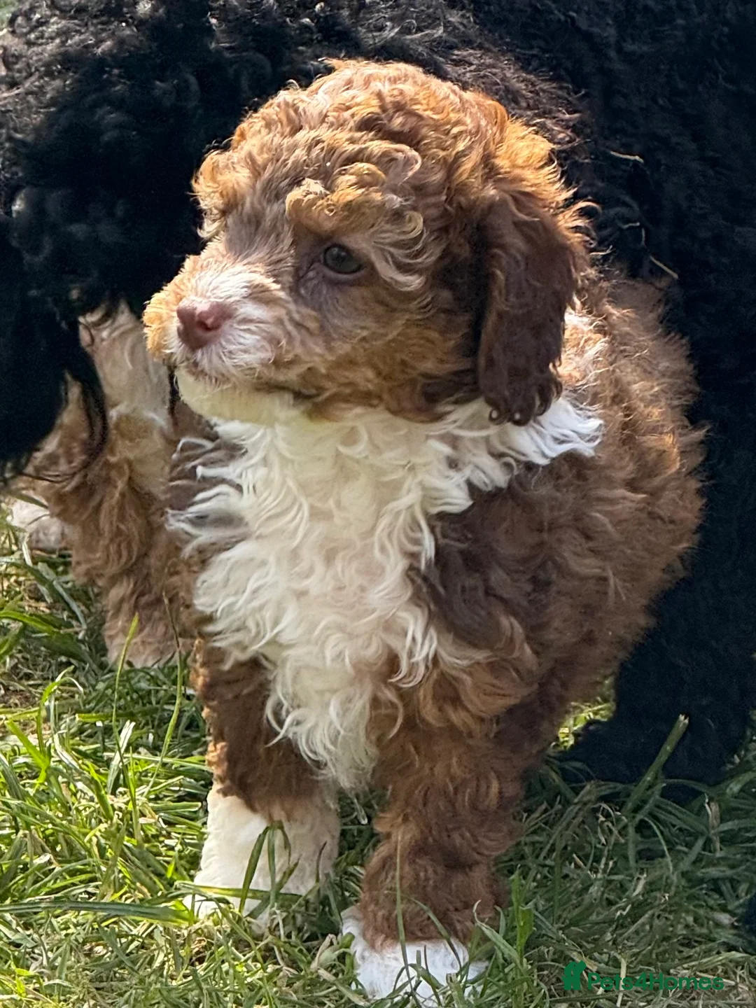 Toy Poodle dogs for stud: Stud duties only toy poodle  in Coventry - Advert 10