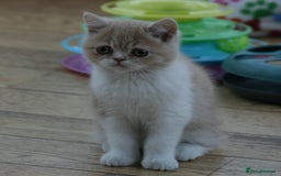 Exotic cats for sale: Exotic pedigree kittens  - Image 18