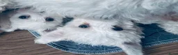 Mixed Breed dogs for sale: Maltese x coton de Tuléar beautiful puppies  - Advert 16