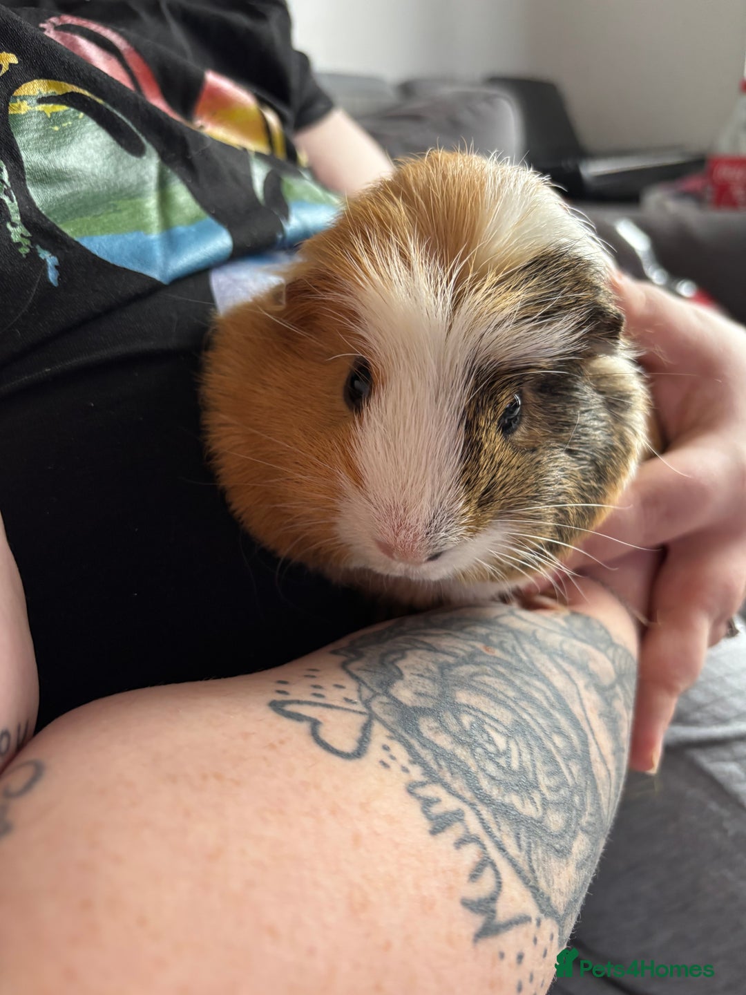 Guinea Pig rodents for sale: Guinea Pigs - Advert 6