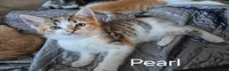 British Longhair cats for sale: Beautiful mix of kittens - Advert 3