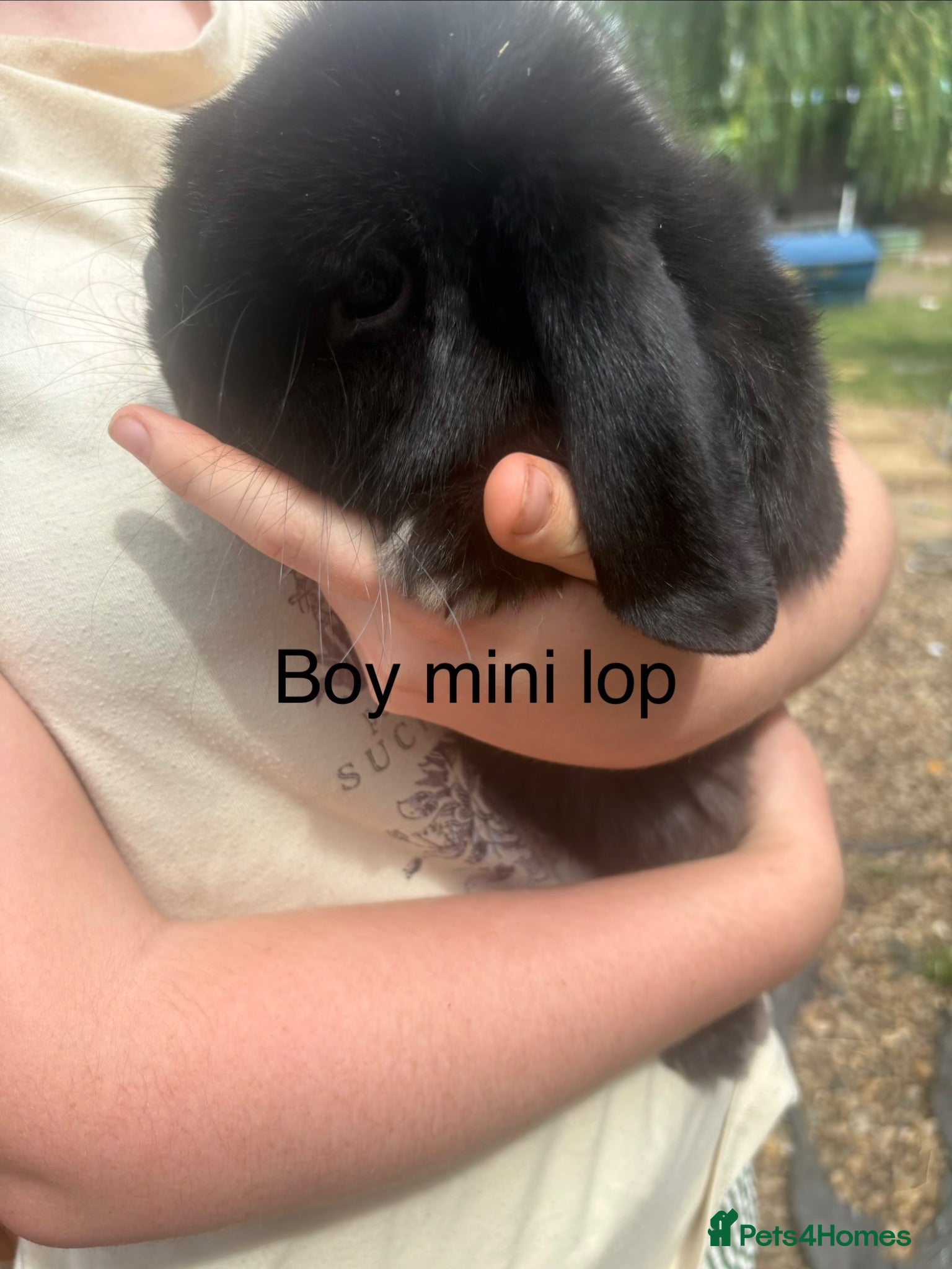 Mini Lop rabbits Mini lop rabbits - Advert 16