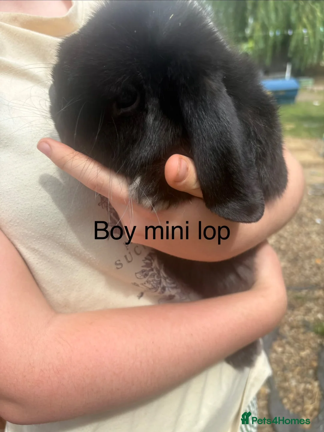 Mini Lop rabbits for sale: Mini lop rabbits - Advert 1