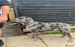 Cane Corso dogs for sale: Cane Corso Puppies - Image 11