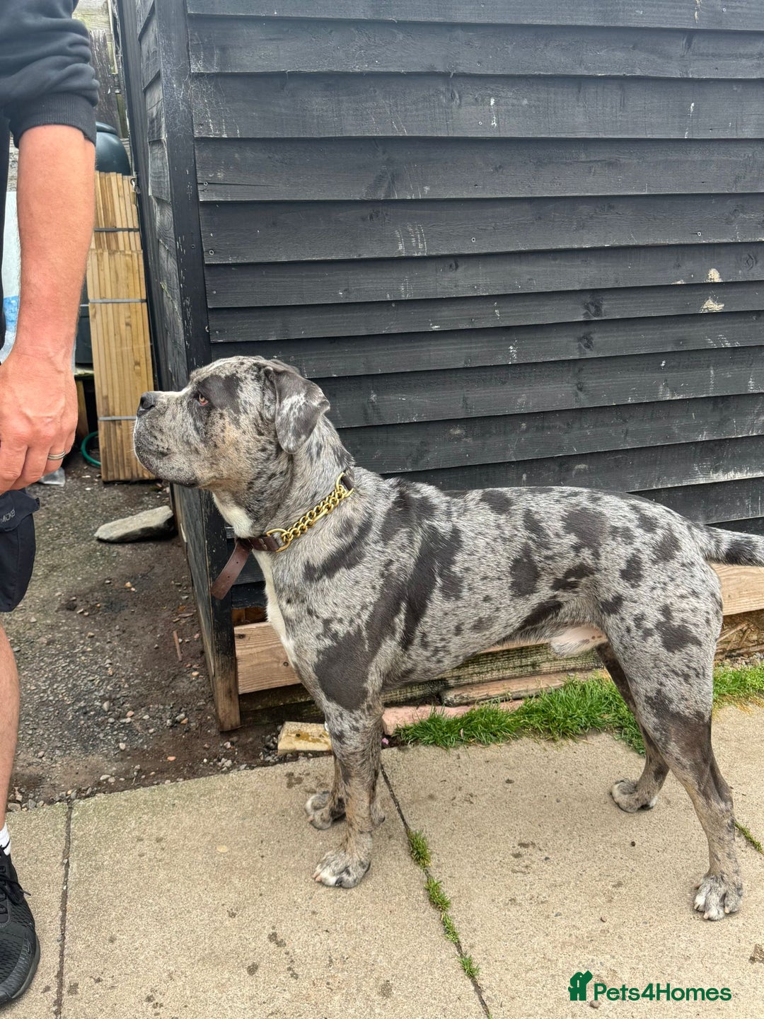 Cane Corso dogs for sale: Cane Corso Puppies - Image 11