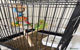 Ringnecks birds for sale: Ring neck parrot in Manchester - Image 3