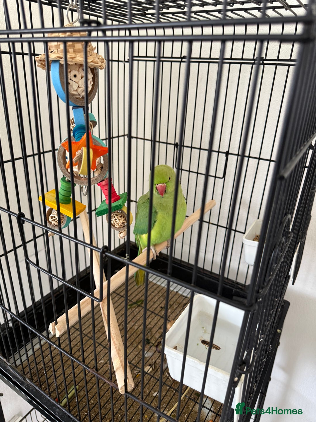 Ringnecks birds for sale: Ring neck parrot in Manchester - Image 3