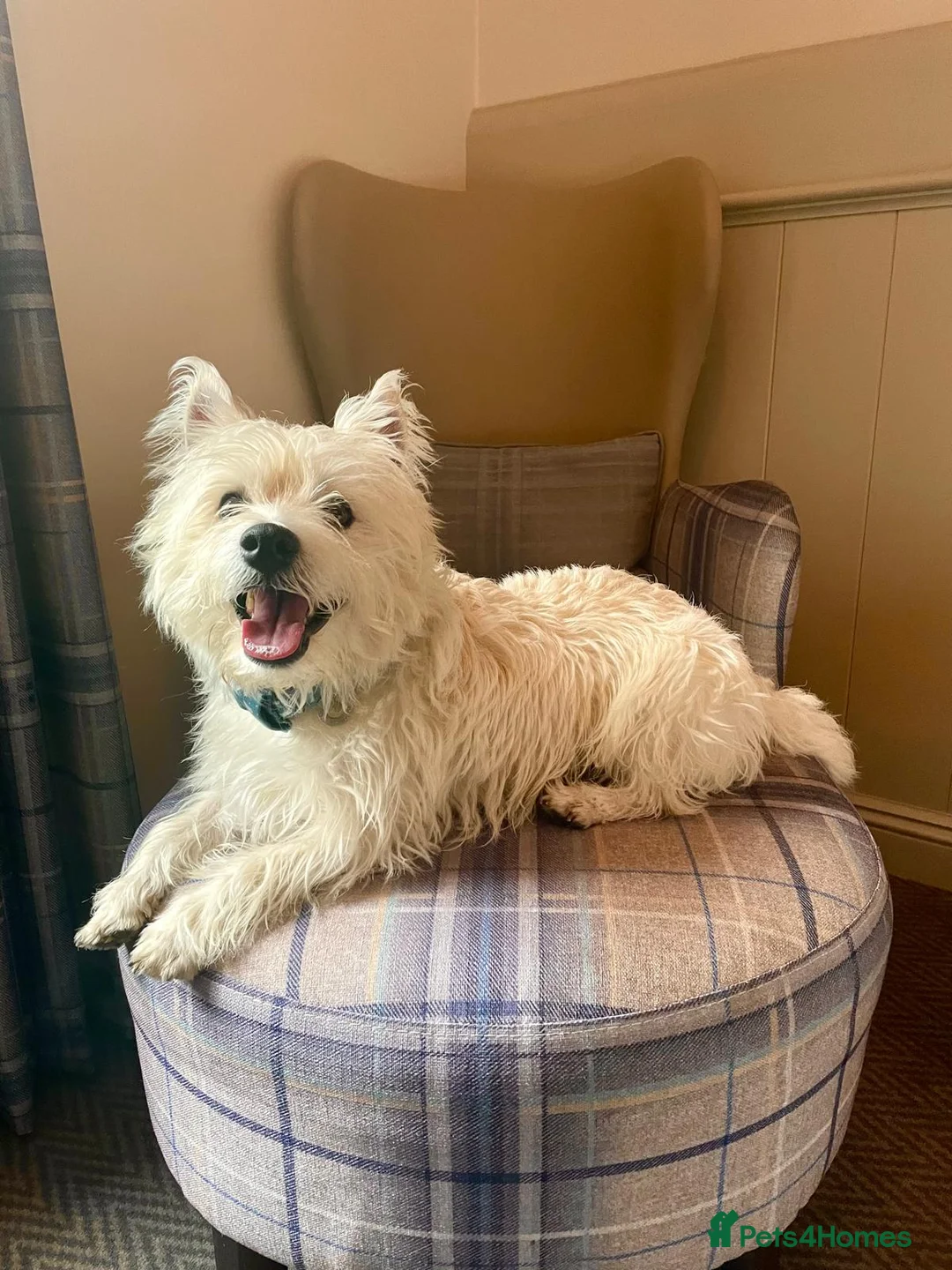 West Highland Terrier dogs for stud: Milo-Handsome west highland white terrier for stud in London - Advert 2