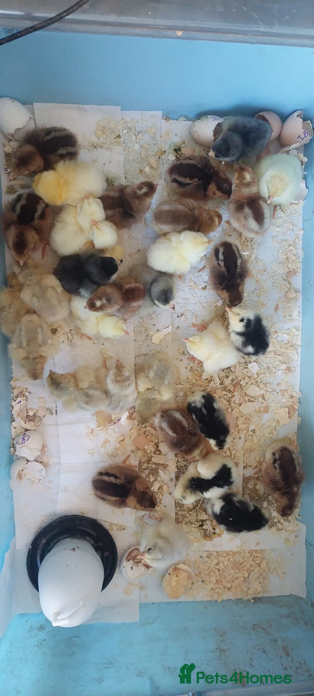 Chickens poultry for sale: Chicks & Hatching Eggs Pure breed - Advert 9