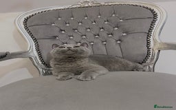 British Shorthair cats for sale: British blue shorthaired male & female kitten - Image 18