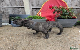 French Bulldog dogs for sale: Frenchie in need of a loving home  - Image 4