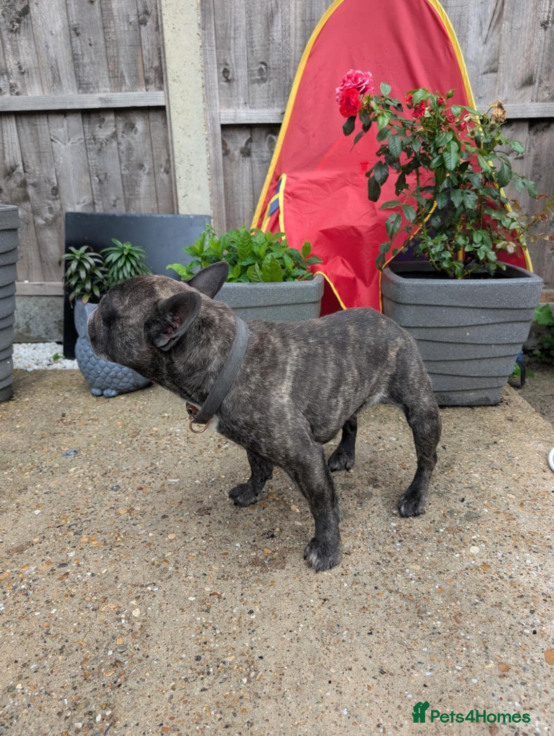 French Bulldog dogs for sale: Frenchie in need of a loving home  - Image 4