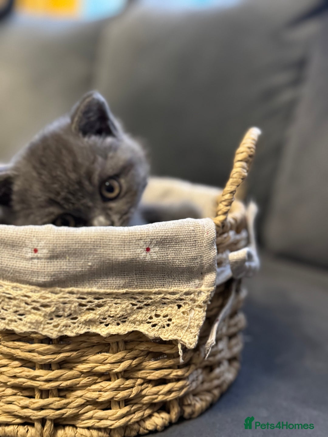 British Shorthair cats for sale: Five cute and naughty kittens for sale - Image 15