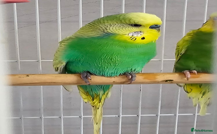 Budgerigars birds - Advert 5
