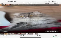 Persian cats for sale: Kitten  - Image 25